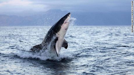 La vraie raison pour laquelle les grands requins blancs mordent les gens