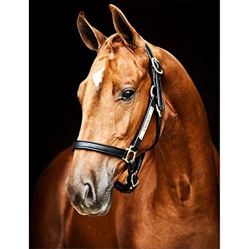 30 meilleurs Diamond Painting Cheval triés sur le volet pour vous