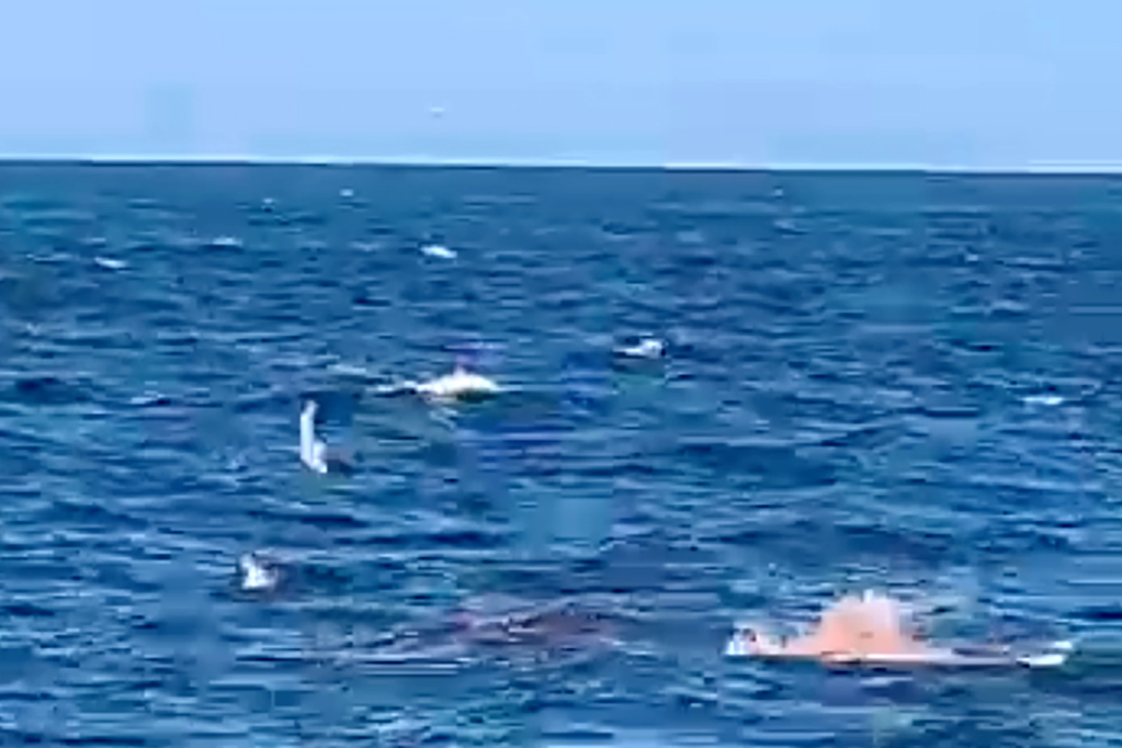 Un grand requin blanc dévore un nageur à mort, tandis qu'une séquence vidéo capture une scène horrible.