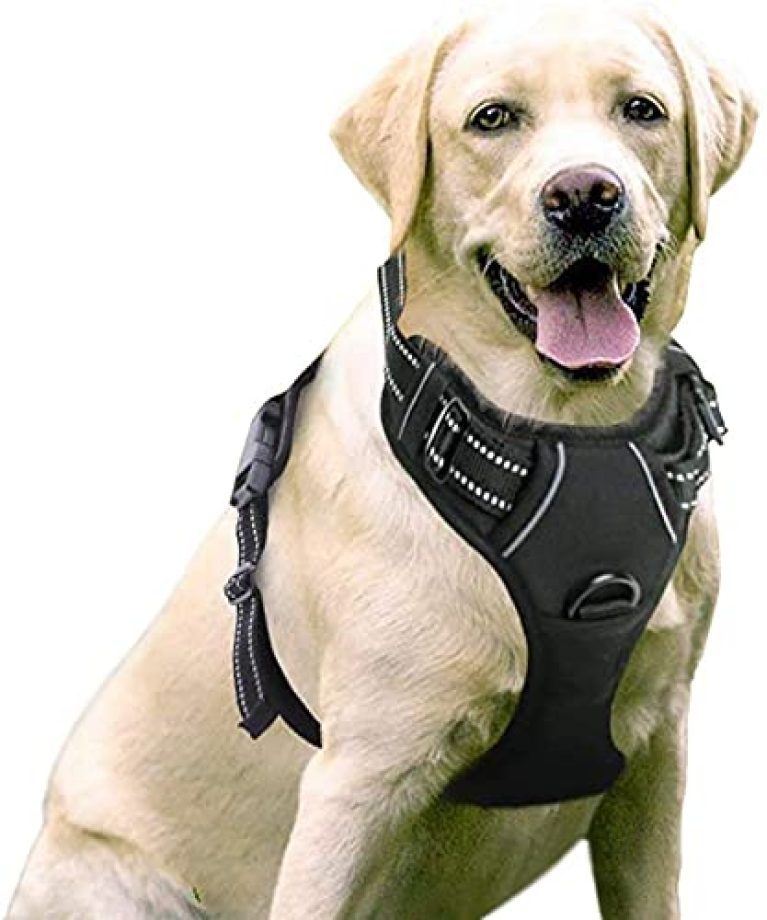 30 meilleurs Harnais Pour Chien Moyen triés sur le volet pour vous