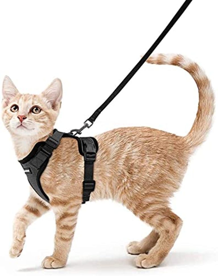 30 meilleurs Harnais Pour Chat triés sur le volet pour vous